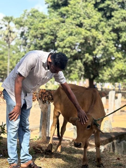 Ceremonial Dairy Cow Donation