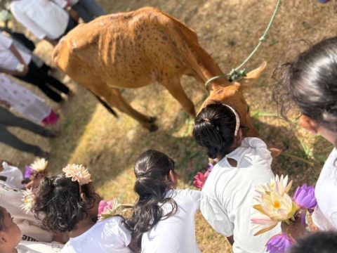 Ceremonial Dairy Cow Donation