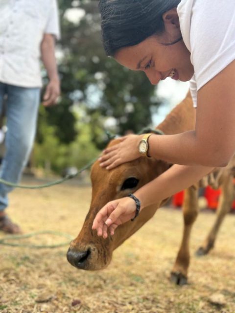 Ceremonial Dairy Cow Donation